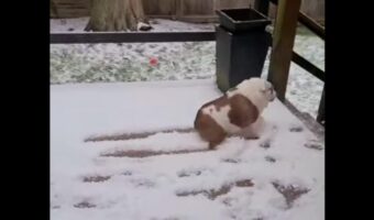 ブレーキをかけるも間に合わず・・。雪の上を走っていたイヌたちに微笑ましいハプニングが【海外・動画】