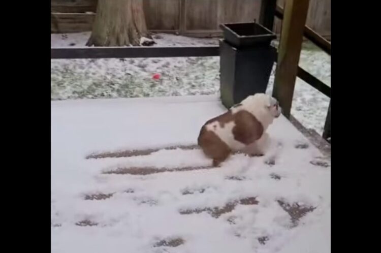 ブレーキをかけるも間に合わず・・。雪の上を走っていたイヌたちに微笑ましいハプニングが【海外・動画】