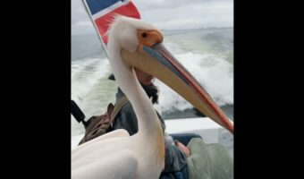 愉快な同乗者たち。海を走るボートにペリカンとアシカが乗ってきた!?【海外・動画】