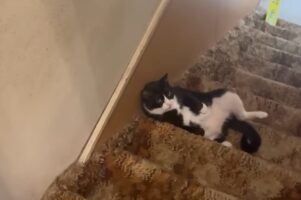 階段の真ん中でチルタイム！寝転がってくつろぐ姿がかわいすぎる【アメリカ・動画】