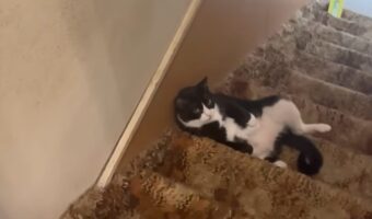 階段の真ん中でチルタイム！寝転がってくつろぐ姿がかわいすぎる【アメリカ・動画】