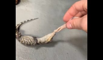 ワニの赤ちゃんが必殺技を披露!エサにガブリと噛みついてコロコロ回転!!【アメリカ・動画】