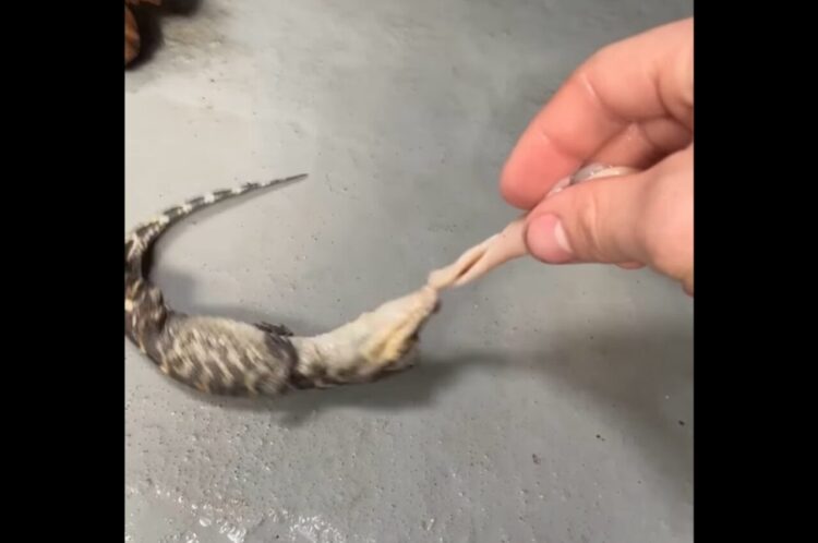 ワニの赤ちゃんが必殺技を披露！エサにガブリと噛みついてコロコロ回転！！【アメリカ・動画】