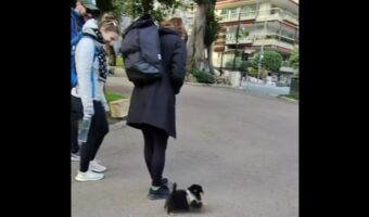 みんなを笑顔にする子犬。道端で出会った人々にも人懐っこいその姿がかわいすぎる!!【海外・動画】