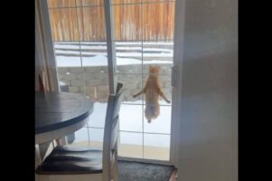 窓の外でぴょんぴょん！お家に入りたいネコがジャンプで猛アピール！！【アメリカ・動画】