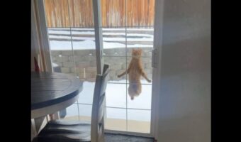 窓の外でぴょんぴょん！お家に入りたいネコがジャンプで猛アピール！！【アメリカ・動画】