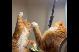 激闘をスローモーションで撮影した？バトルを繰り広げるネコたちの動きがゆっくりすぎる【海外・動画】