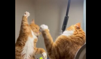 激闘をスローモーションで撮影した?バトルを繰り広げるネコたちの動きがゆっくりすぎる【海外・動画】