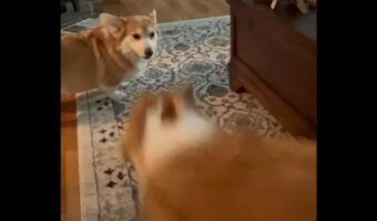 一緒に遊んで！コーギーの子犬はママが相手をしてくれるまで諦めない！！【アメリカ・動画】