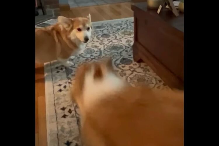 一緒に遊んで！コーギーの子犬はママが相手をしてくれるまで諦めない！！【アメリカ・動画】