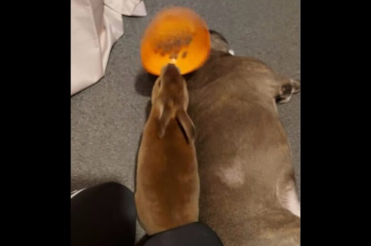 ウサギは暴君？眠っているフレンチブルドッグにまさかの一撃！？【海外・動画】