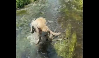 水遊び中に現れた木の枝に驚いたゴールデンレトリバー。さっきまで遊んでいたのに忘れちゃった?【海外・動画】