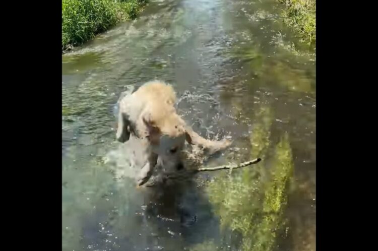 水遊び中に現れた木の枝に驚いたゴールデンレトリバー。さっきまで遊んでいたのに忘れちゃった？【海外・動画】