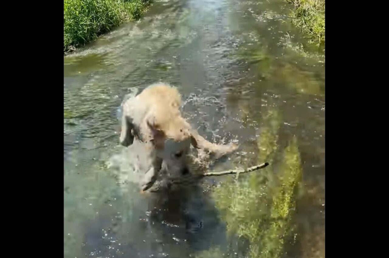 水遊び中に現れた木の枝に驚いたゴールデンレトリバー。さっきまで遊んでいたのに忘れちゃった?【海外・動画】