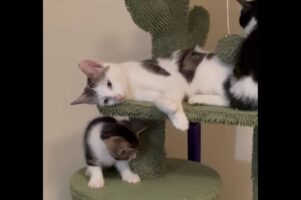 子守りにお疲れ？楽しく遊ぶ子猫たちに囲まれてウトウトするネコを目撃！【海外・動画】