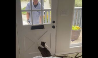 「まだかニャ、まだかニャ～」ネコが心待ちしていたのは・・大好きな郵便屋さん！？【アメリカ・動画】