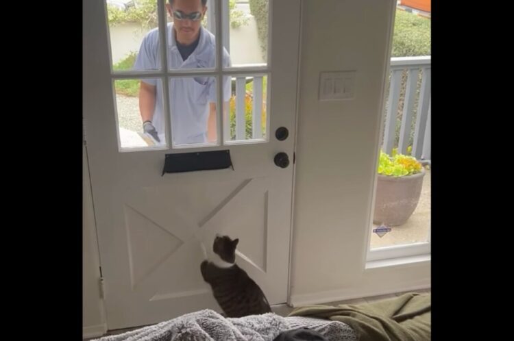「まだかニャ、まだかニャ～」ネコが心待ちしていたのは・・大好きな郵便屋さん！？【アメリカ・動画】