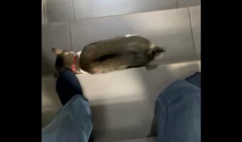 階段を下りる間もいっしょ!ネコは飼い主さんの足元にぴったりくっついて離れない!【海外・動画】