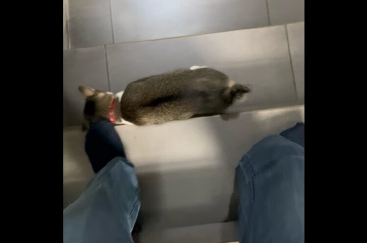 階段を下りる間もいっしょ！ネコは飼い主さんの足元にぴったりくっついて離れない！【海外・動画】