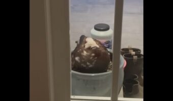 玄関前のやって来た鳥。植木鉢で一息ついているのかとおもいきや・・まさかの置き土産にビックリ!!【海外・動画】