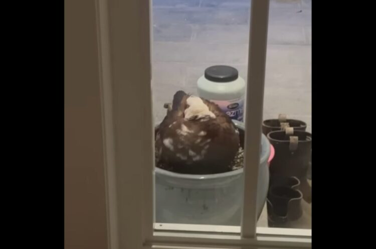 玄関前のやって来た鳥。植木鉢で一息ついているのかとおもいきや・・まさかの置き土産にビックリ！！【海外・動画】