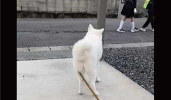 どんどん下がっていくしっぽ。しょんぼりしているのが分かりやすい秋田犬の後ろ姿に反響「さみしいワンと言っていそう」「キュンとさせられる」