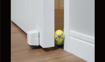 わずかな隙間からするり。スムーズにドアを通り抜けるセキセイインコに反響「体でこじ開けるところがかわいい」「脚の動きがいいね」