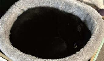 愛猫がいない!?と探し回っていたら・・ある場所にずっといた黒猫に「ブラックホールに目がキラリン」「完全に闇夜に隠れてる」