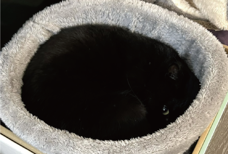 愛猫がいない！？と探し回っていたら・・ある場所にずっといた黒猫に「ブラックホールに目がキラリン」「完全に闇夜に隠れてる」