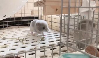チンチラが『やんのかステップ』!?自分を大き見せようとするのがかわいすぎる!!