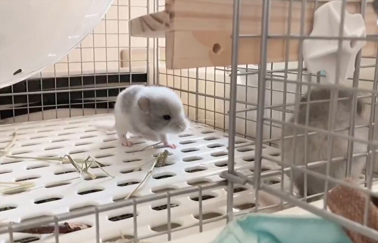 チンチラが『やんのかステップ』!?自分を大き見せようとするのがかわいすぎる!!