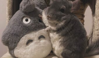 ぬいぐるみを仲間だと思ってる？チンチラのツーショットが話題に「一瞬どっちもトトロに見えました」「色味とサイズ感が仲間すぎる」