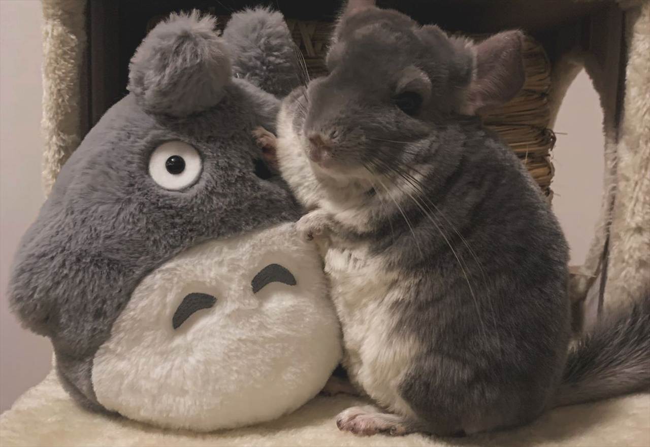 ぬいぐるみを仲間だと思ってる?チンチラのツーショットが話題に「一瞬どっちもトトロに見えました」「色味とサイズ感が仲間すぎる」