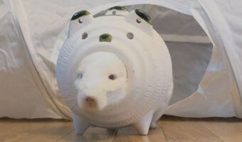 『蚊遣りブタ』とチンチラが合体!?一体化している姿にが話題「トコトコ歩いてそう」「一体感がすごい」