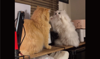 飼い主さんも初めて見てビックリ!ネコがファイティングポーズをとっている!?「構えがしっかりしてる」「ソフトタッチなパンチが繰り出されている」