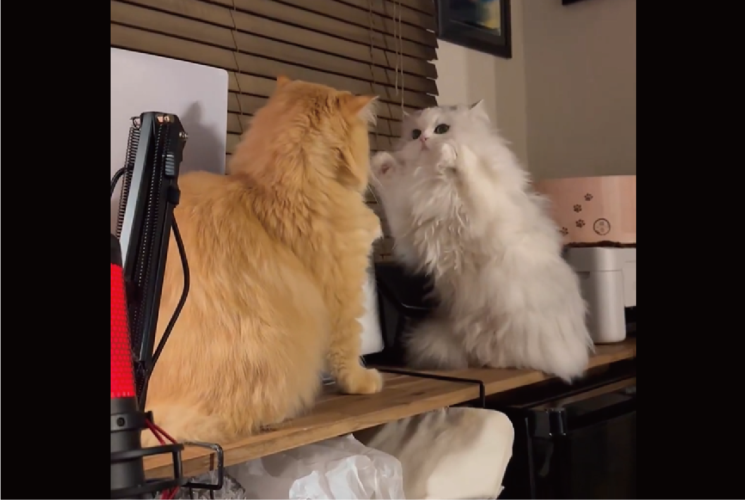 飼い主さんも初めて見てビックリ！ネコがファイティングポーズをとっている！？「構えがしっかりしてる」「ソフトタッチなパンチが繰り出されている」