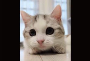 キョロキョロからの突撃！突然のネコの行動がかわいすぎると反響「高速キョロキョロ」「しょれっ！突撃ニャ」