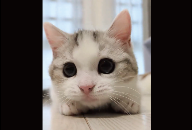 キョロキョロからの突撃！突然のネコの行動がかわいすぎると反響「高速キョロキョロ」「しょれっ！突撃ニャ」