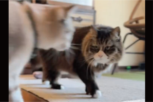 毛づくろいは突然に。すれ違いざまに見せたネコの強引さに驚きの声「いくらなんでも突然すぎる！」「すごい流れですね」