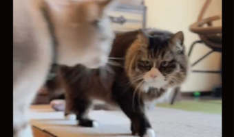 毛づくろいは突然に。すれ違いざまに見せたネコの強引さに驚きの声「いくらなんでも突然すぎる！」「すごい流れですね」