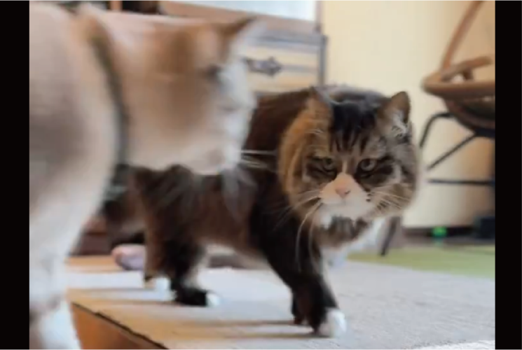 毛づくろいは突然に。すれ違いざまに見せたネコの強引さに驚きの声「いくらなんでも突然すぎる！」「すごい流れですね」