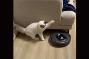 ネコが戦いを挑んだ相手は・・ロボット掃除機！？「攻撃力がほぼないペチッ」「変なものが動いてると思ってる？」