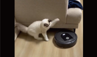 ネコが戦いを挑んだ相手は・・ロボット掃除機!?「攻撃力がほぼないペチッ」「変なものが動いてると思ってる?」