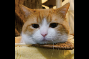 ネコのお顔をよく見ると・・おヒゲが2本ピョロンとなっているよ！？「寝ぐせかにゃ？」「レーダーが何かを察知？！」