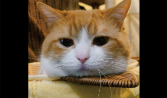 ネコのお顔をよく見ると・・おヒゲが2本ピョロンとなっているよ！？「寝ぐせかにゃ？」「レーダーが何かを察知？！」