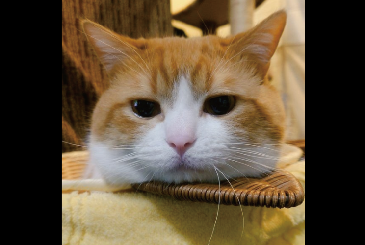 ネコのお顔をよく見ると・・おヒゲが2本ピョロンとなっているよ！？「寝ぐせかにゃ？」「レーダーが何かを察知？！」