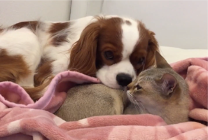 一緒に寝たい犬VS一緒に寝たくないネコ。平和な戦いが話題に「にらまれているのに気づかないふりをしててかわいい」