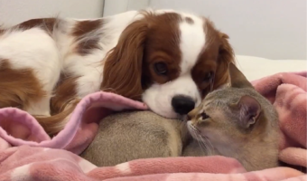 一緒に寝たい犬VS一緒に寝たくないネコ。平和な戦いが話題に「にらまれているのに気づかないふりをしててかわいい」