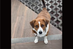 お友達になってくれるの？イヌが挨拶に来てくれたと思ったら・・違ったみたい！【海外・動画】