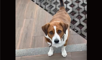 お友達になってくれるの？イヌが挨拶に来てくれたと思ったら・・違ったみたい！【海外・動画】